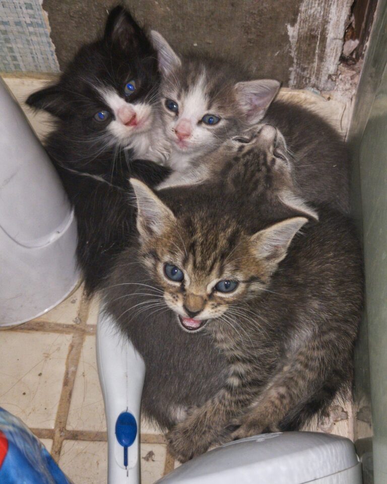 Four Kittens