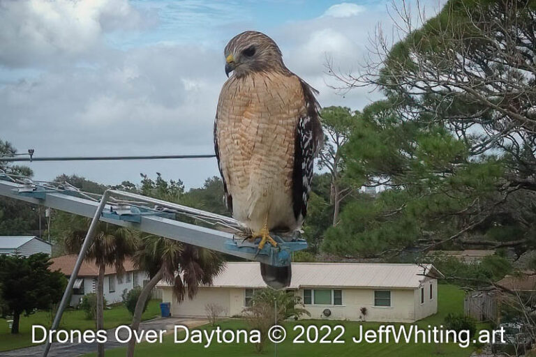 Drone Shot – red tail hawk